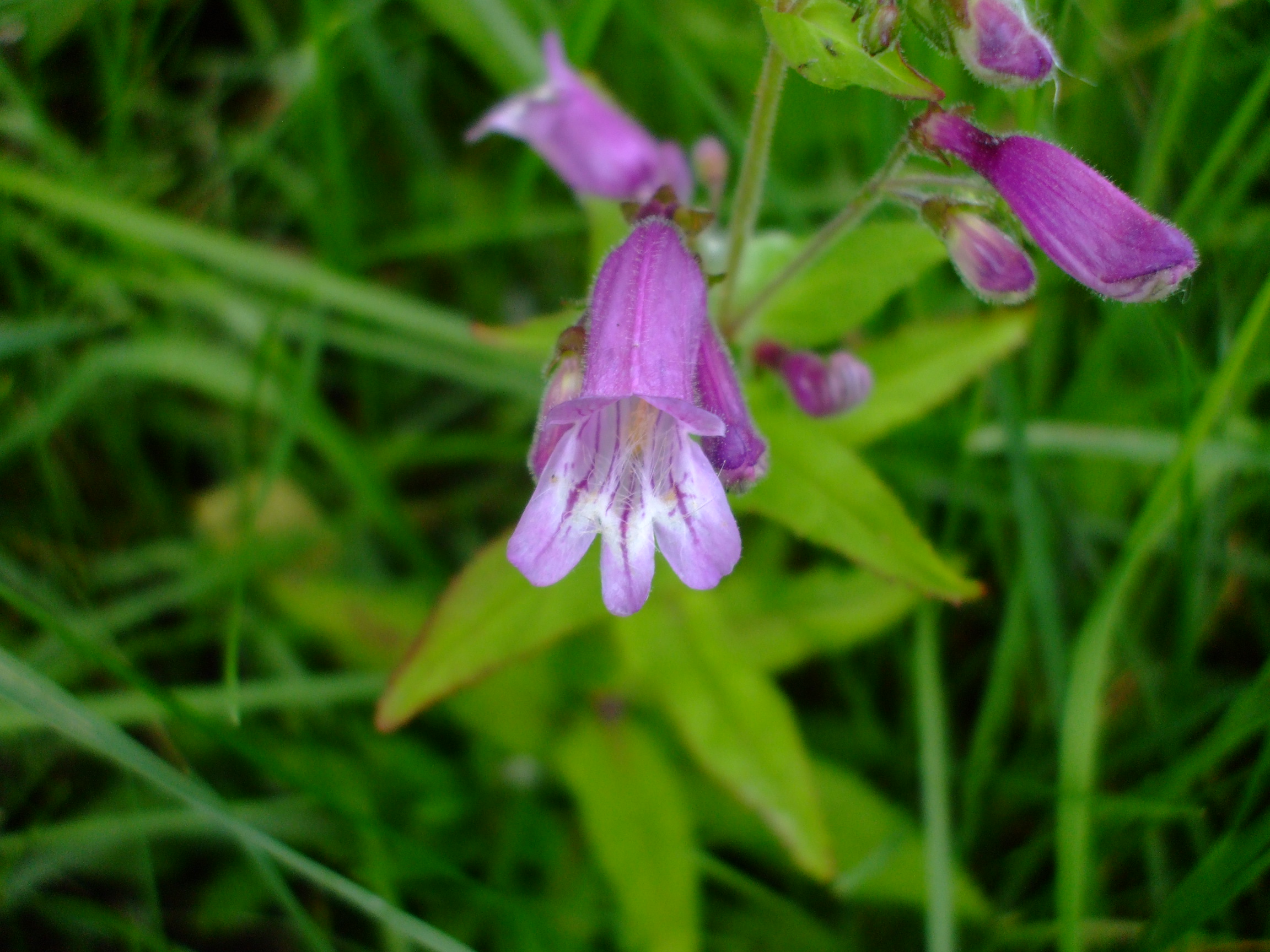 Penstemon smallii